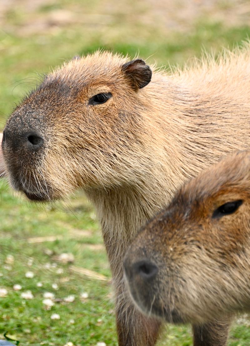 カピバラの顔のアップ